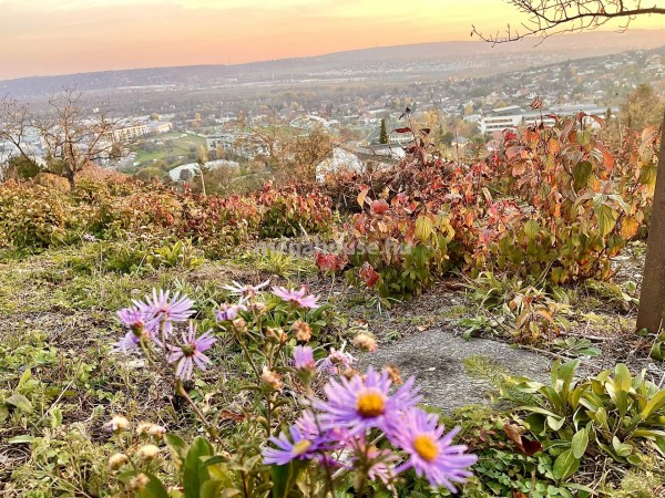 Budaörs ingatlanok