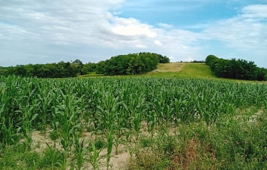 Győrság Eladó Telek