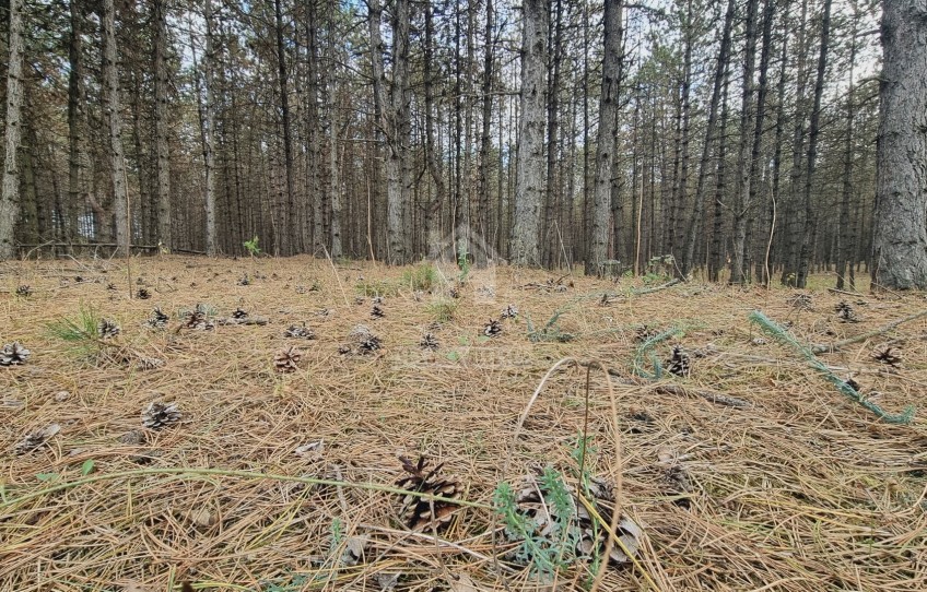 Kiskunmajsa Eladó Mezőgazdasági Bodoglár 