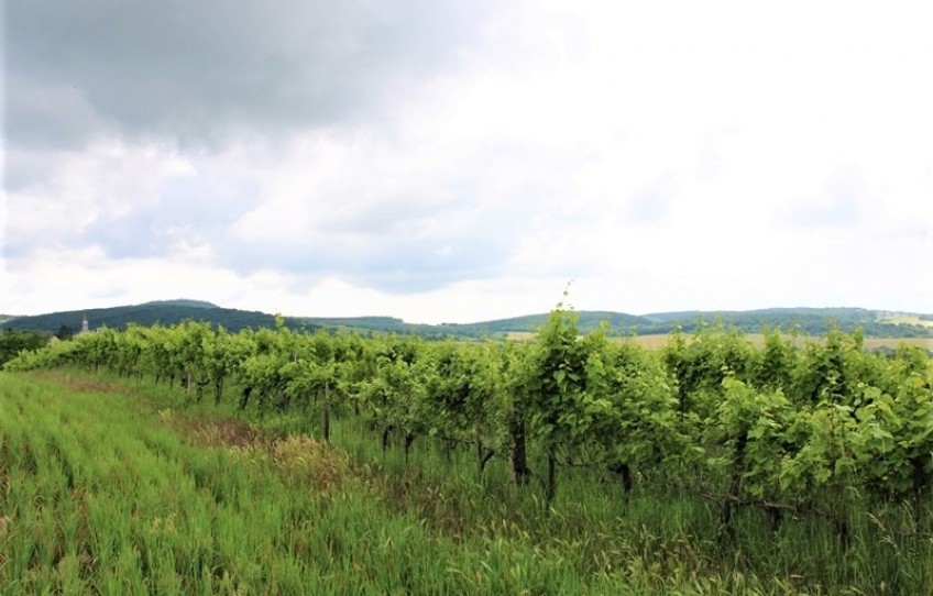 Balatoncsicsó Eladó Telek Külterület