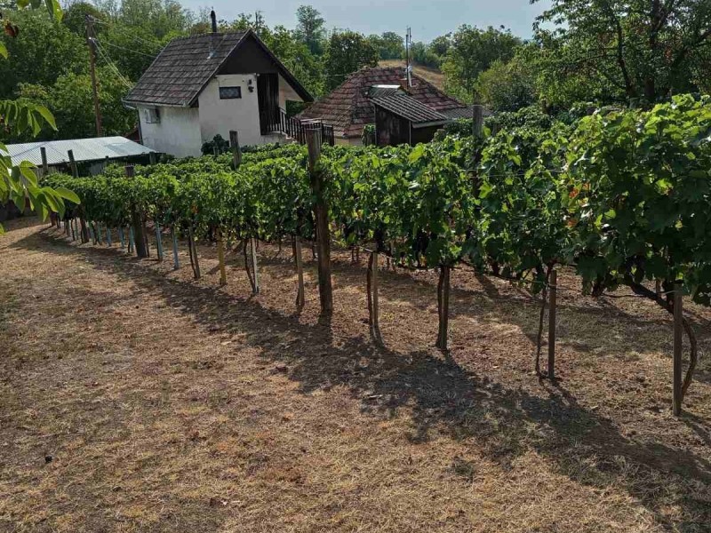 Gyulaj Eladó Mezőgazdasági Kurivölgy