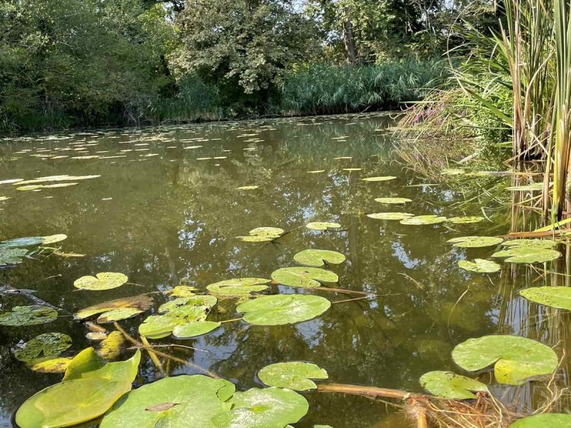 Győr Eladó Nyaraló