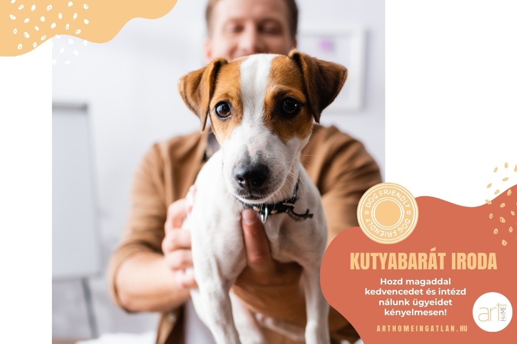 Kutyabarát lett az ArtHome szegedi irodája – ‘Négylábú kedvenceket is örömmel fogadunk!’