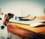 Frida - az ArtHome kutyus - avagy kisállat az otthonunkban